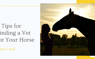 4 Tips for Finding a Vet for Your Horse