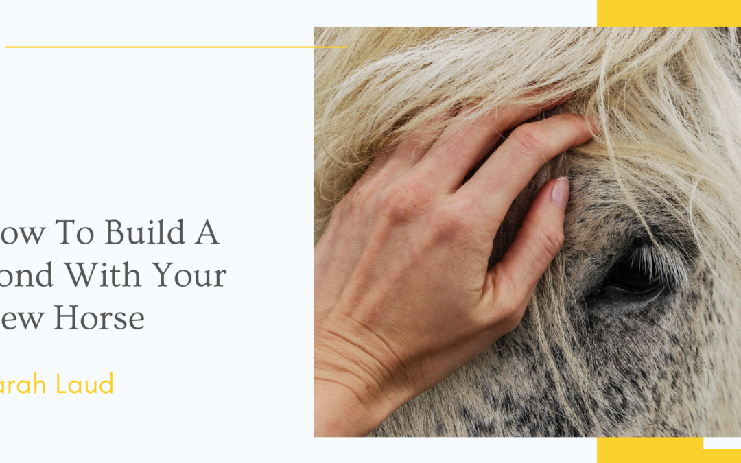 How To Build A Bond With Your New Horse