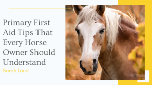 Primary First Aid Tips That Every Horse Owner Should Understand - Sarah Laud