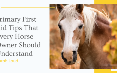 Primary First Aid Tips That Every Horse Owner Should Understand