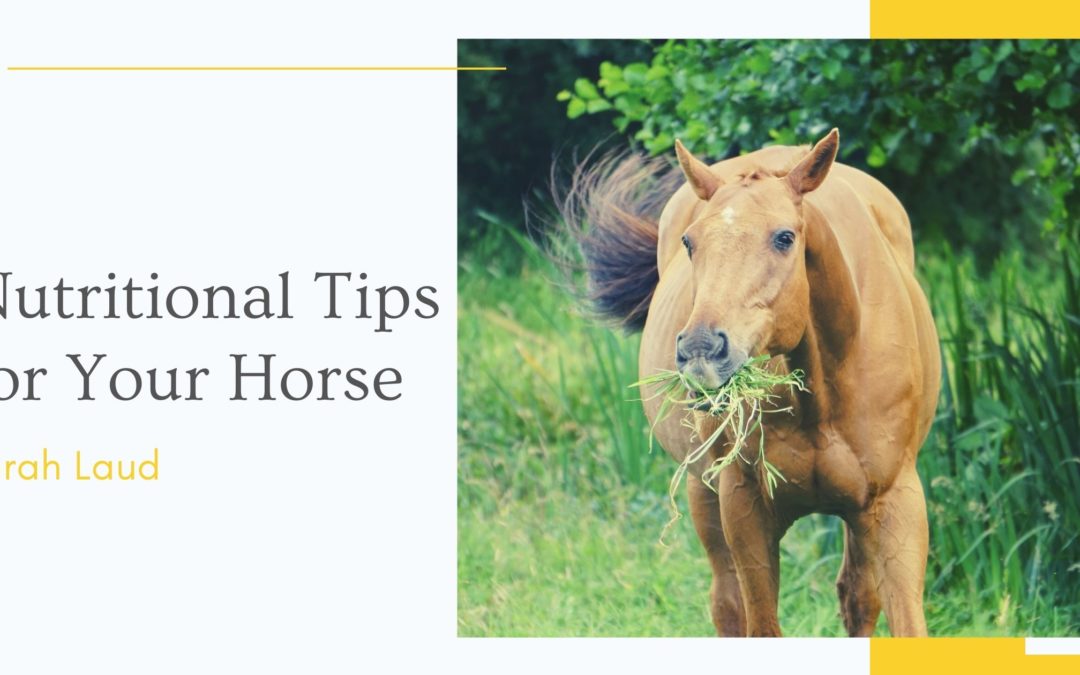 Nutritional Tips for Your Horse