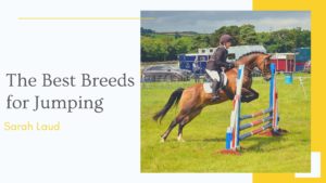 The Best Breeds for Jumping - Sarah Laud